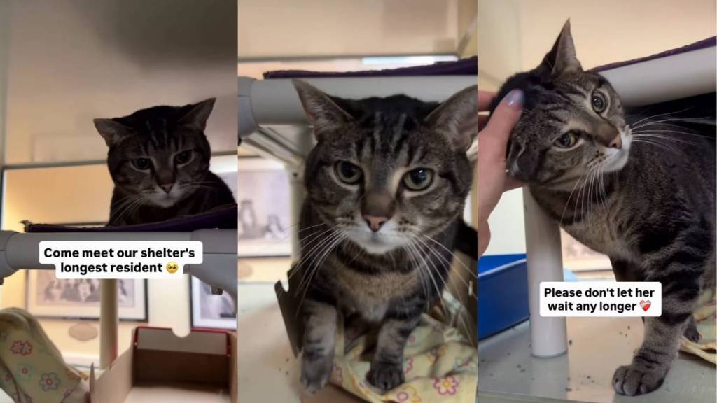 Longest Resident Shelter Cat Looks for ‘New Beginning’ With Forever Family