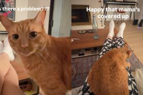 Cat Becomes the 'Fashion Police' When Owner Does This