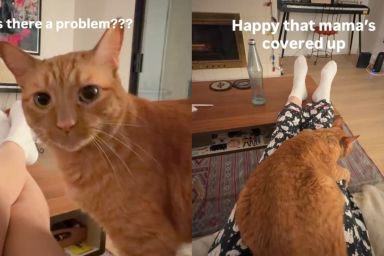 Cat Becomes the 'Fashion Police' When Owner Does This