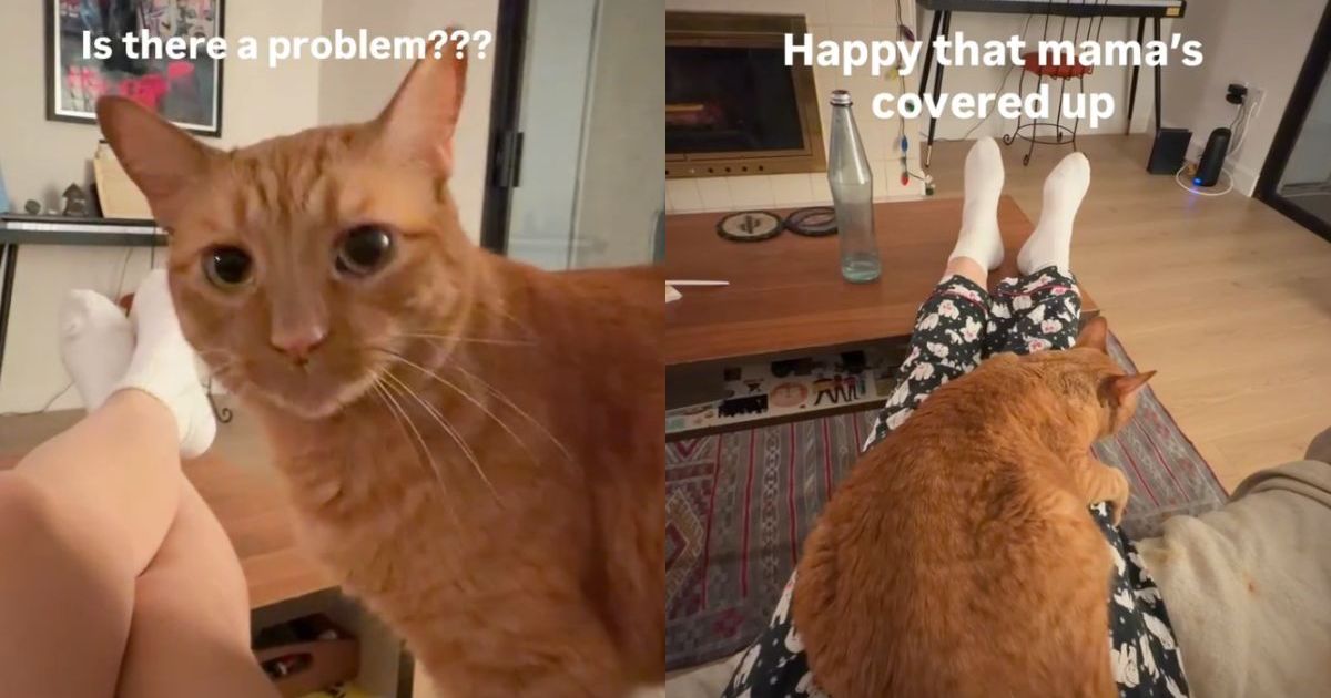 PetWireDaily — Cat Becomes the ‘Fashion Police’ When Owner Does This