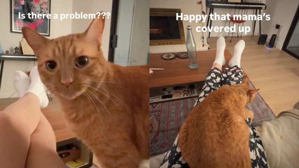 Cat Becomes the 'Fashion Police' When Owner Does This