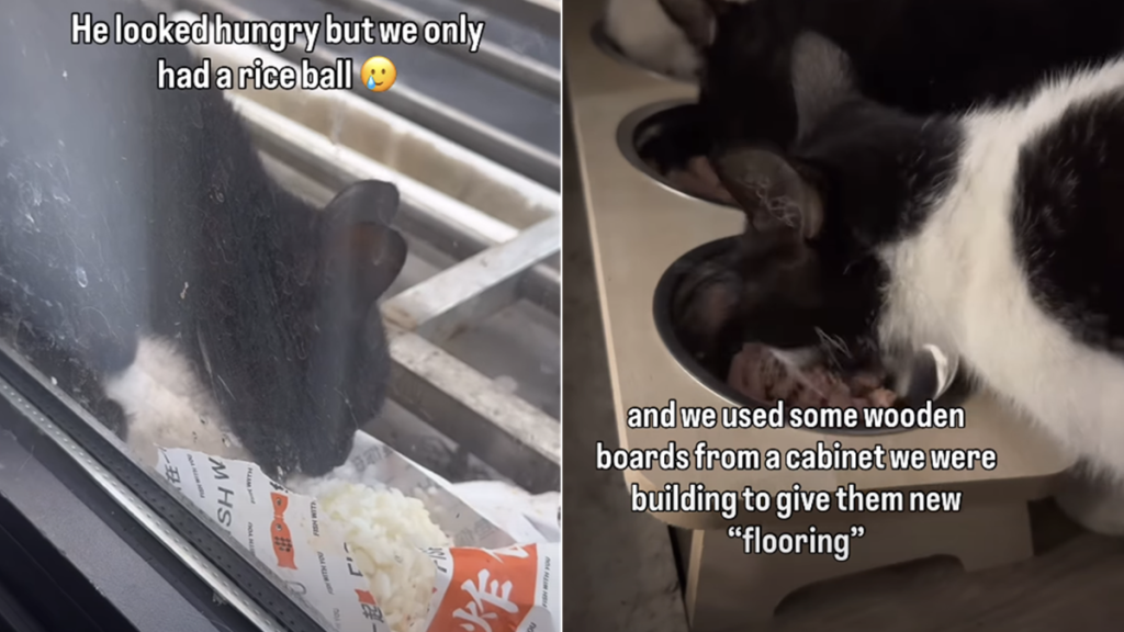 human cats video