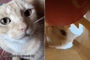 cat video