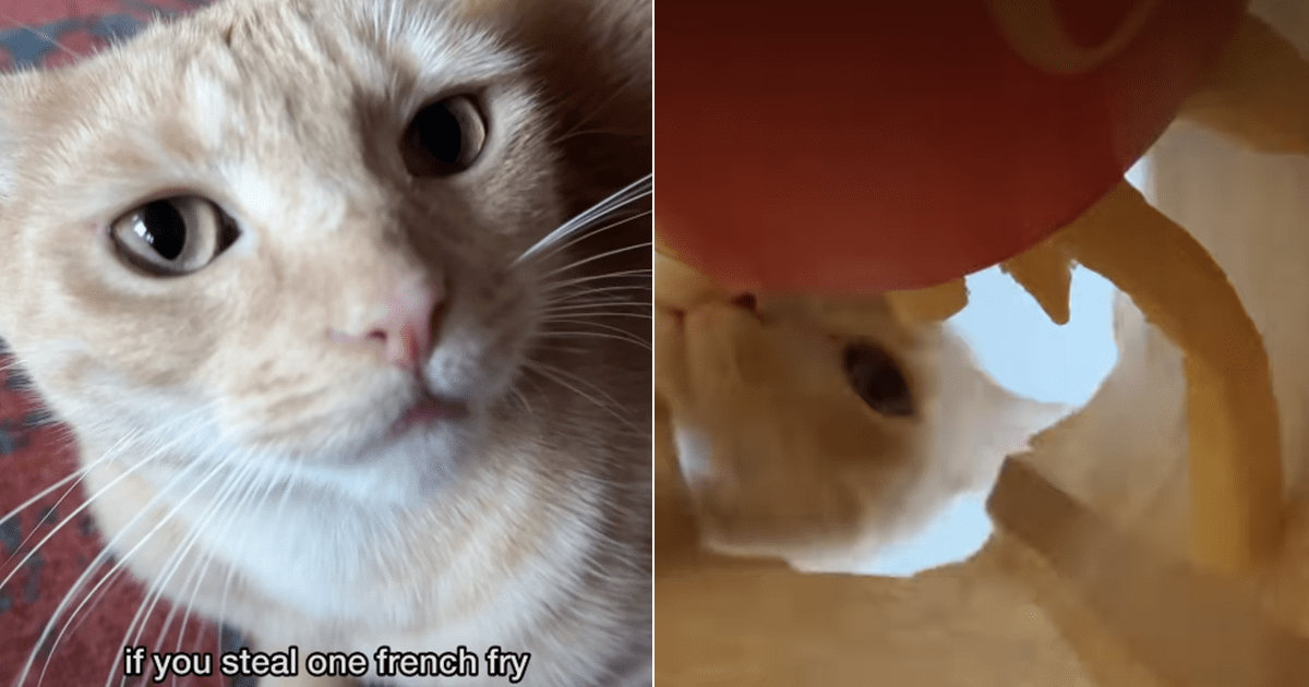 PetWireDaily — Cat Guards Dad’s French Fries Until He Returns & Earns a Reward