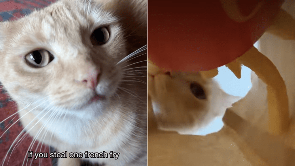 cat video