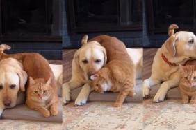 This Cat Is Determined To Make Sure Dog Sibling Feels Loved