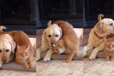 This Cat Is Determined To Make Sure Dog Sibling Feels Loved