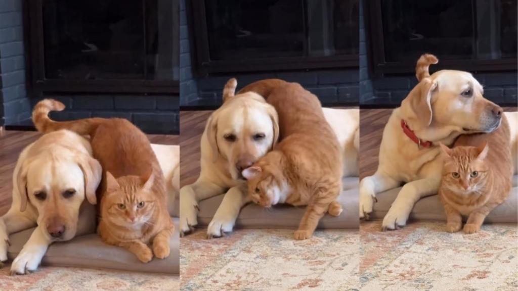 This Cat Is Determined To Make Sure Dog Sibling Feels Loved