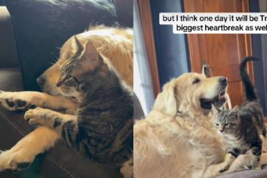 Kitten Proves He Loves Senior Dog More Than Anything & Anyone