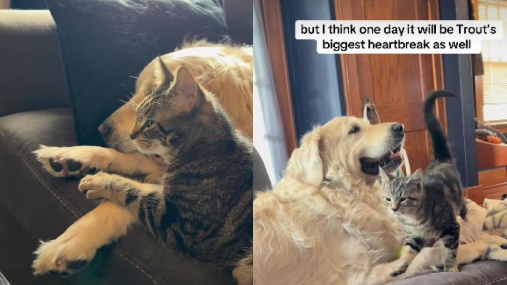 Kitten Proves He Loves Senior Dog More Than Anything & Anyone