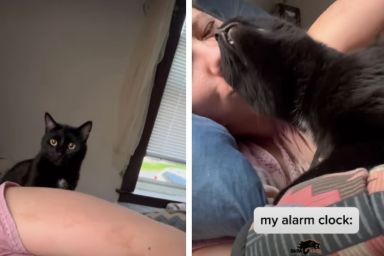 Cat Takes His Job as Owner’s Alarm Clock Very Seriously