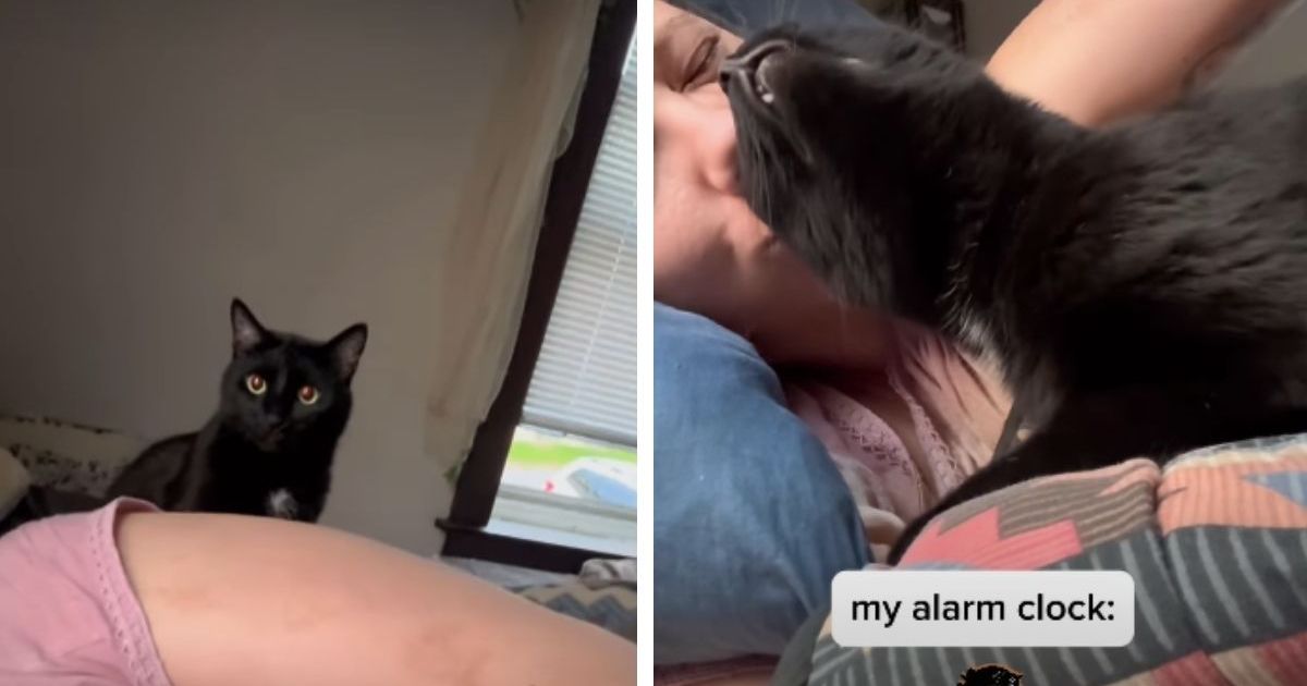 PetWireDaily — Cat Takes His Job as Owner’s Alarm Clock Very Seriously