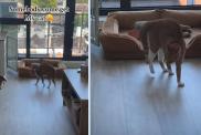 Cat Uses a Unique Tactic To Instigate Dog Sibling & Is Successful