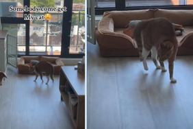 Cat Uses a Unique Tactic To Instigate Dog Sibling & Is Successful