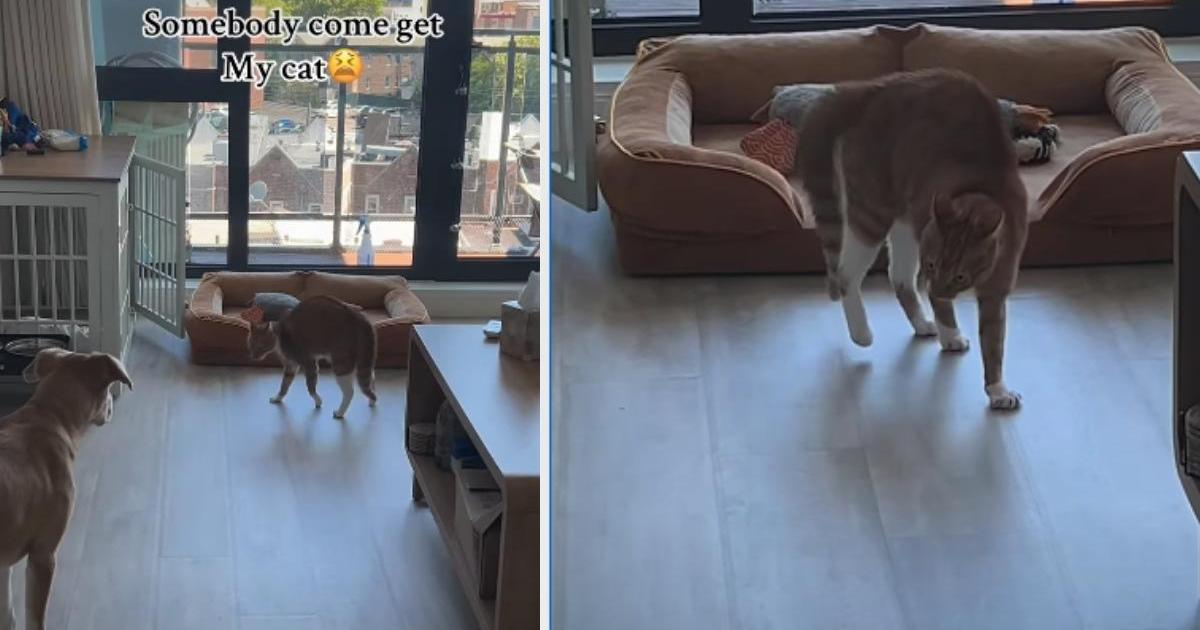 PetWireDaily — Cat Uses a Unique Tactic To Instigate Dog Sibling & Is Successful