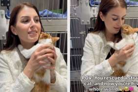 Stray Cat Refuses To Leave Human Who Rescued Him
