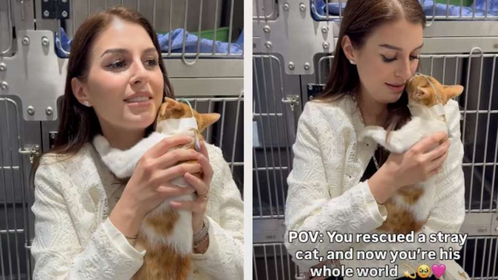 Stray Cat Refuses To Leave Human Who Rescued Him
