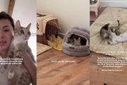 Mama Cat Is Always Checking in on Her Little Babies To Make Sure They’re Doing Well