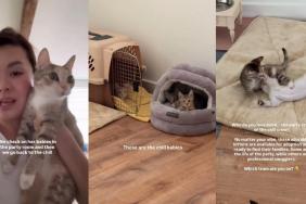 Mama Cat Is Always Checking in on Her Little Babies To Make Sure They’re Doing Well