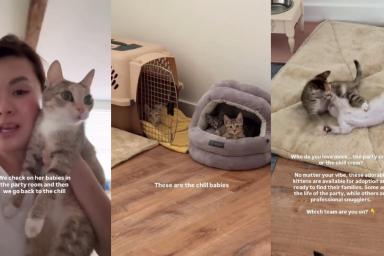Mama Cat Is Always Checking in on Her Little Babies To Make Sure They’re Doing Well