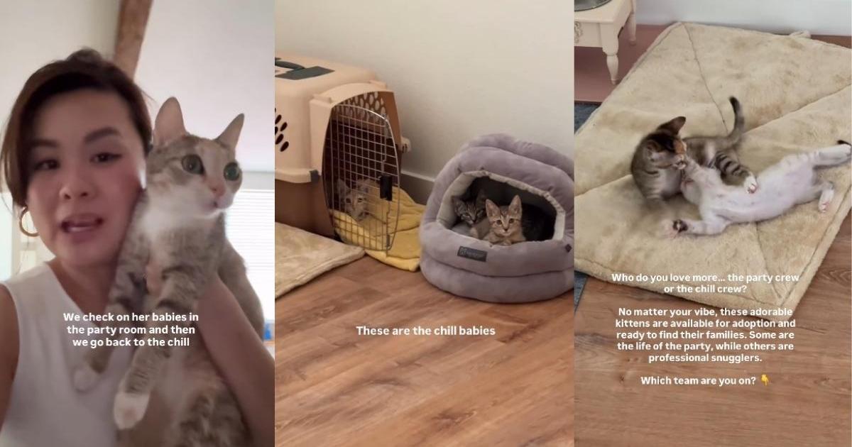 PetWireDaily — Mama Cat Is Always Checking in on Her Little Babies To Make Sure They’re Doing Well
