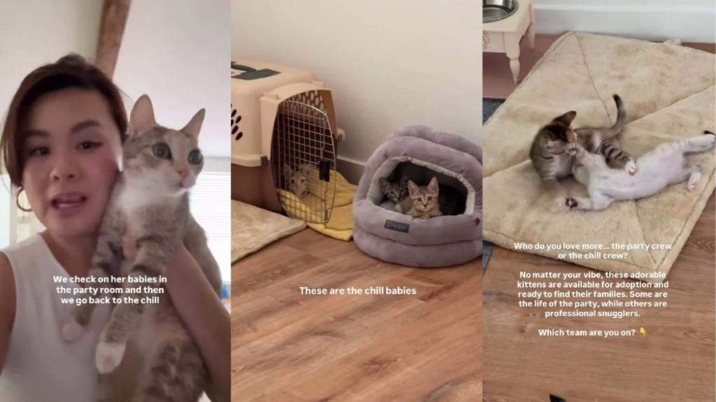 Mama Cat Is Always Checking in on Her Little Babies To Make Sure They’re Doing Well