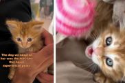 Tiny Rescue Kitten Brings Love & Joy but Also Hints of Chaos to Family After Adoption