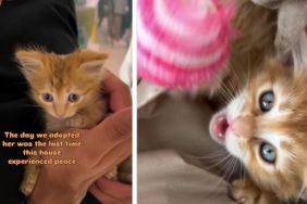 Tiny Rescue Kitten Brings Love & Joy but Also Hints of Chaos to Family After Adoption