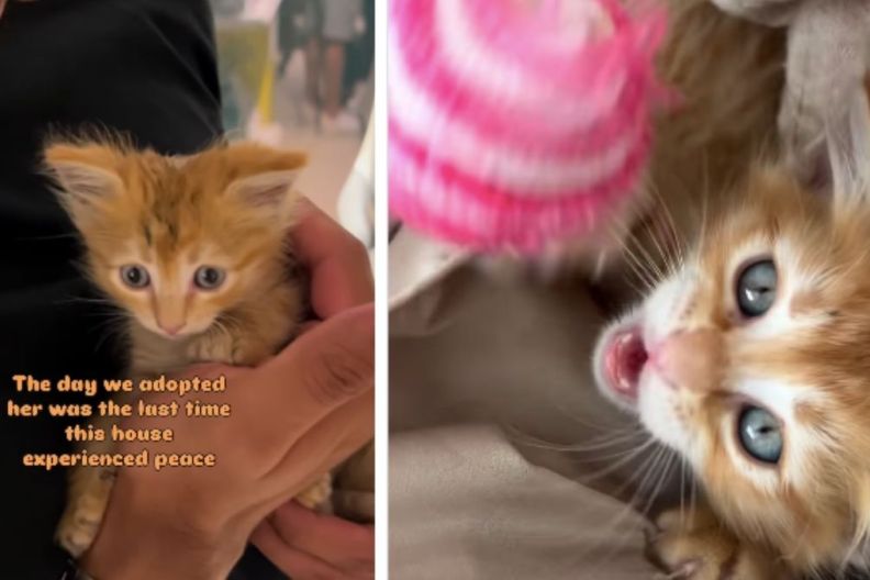 Tiny Rescue Kitten Brings Love & Joy but Also Hints of Chaos to Family After Adoption