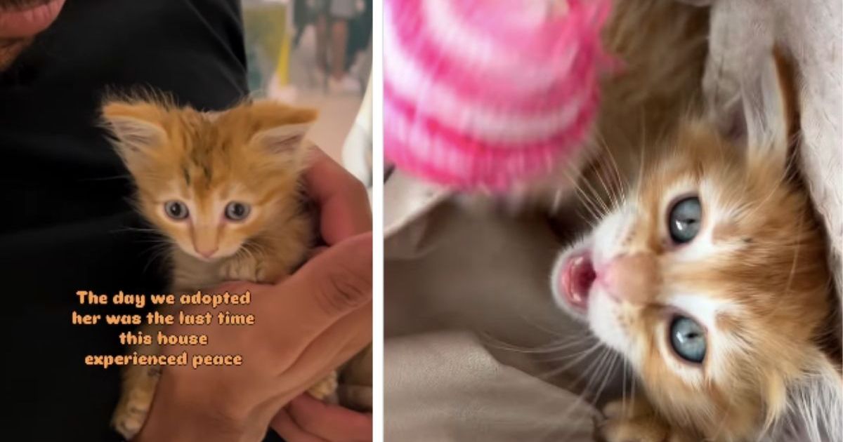PetWireDaily — Tiny Rescue Kitten Brings Love & Joy but Also Hints of Chaos to Family After Adoption
