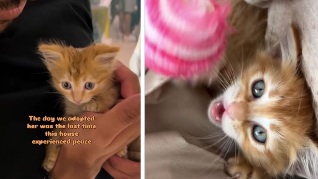Tiny Rescue Kitten Brings Love & Joy but Also Hints of Chaos to Family After Adoption