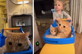Toddler Gives Cat Siblings a Ride in a Toy Car & It’s Adorable