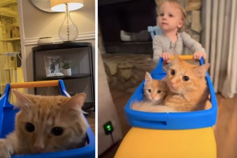 Toddler Gives Cat Siblings a Ride in a Toy Car & It’s Adorable