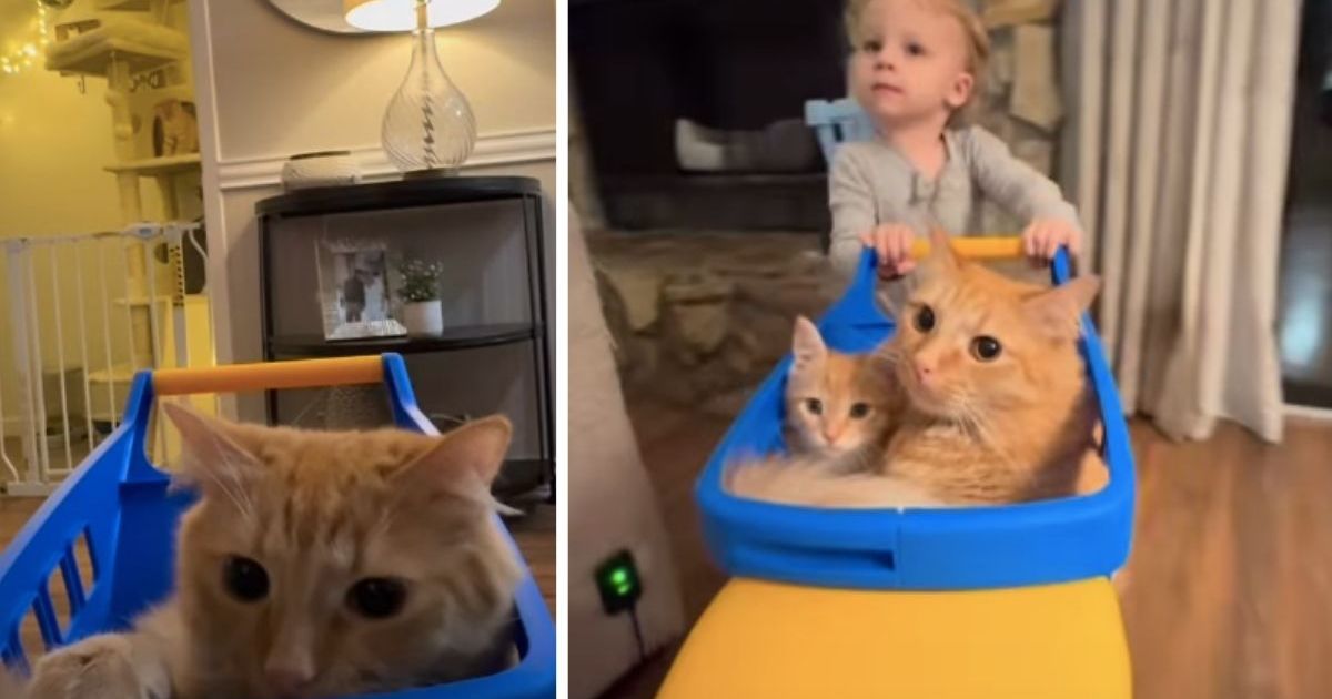 PetWireDaily — Toddler Gives Cat Siblings a Ride in a Toy Car & It’s Adorable