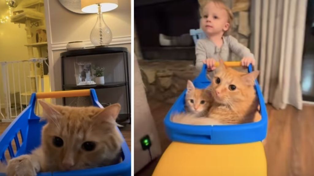 Toddler Gives Cat Siblings a Ride in a Toy Car & It’s Adorable