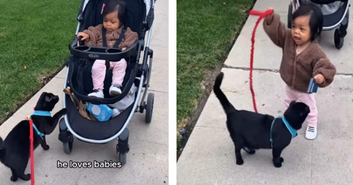PetWireDaily — Cat Turns Toddler Into an Official ‘Future Cat Lady’