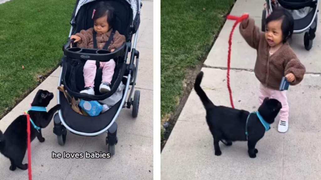 Cat Turns Toddler Into an Official 'Future Cat Lady'