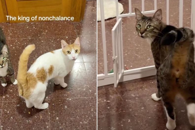 Cat Opens Tiny Door ‘Nonchalantly’, Before Looking Back for Recognition