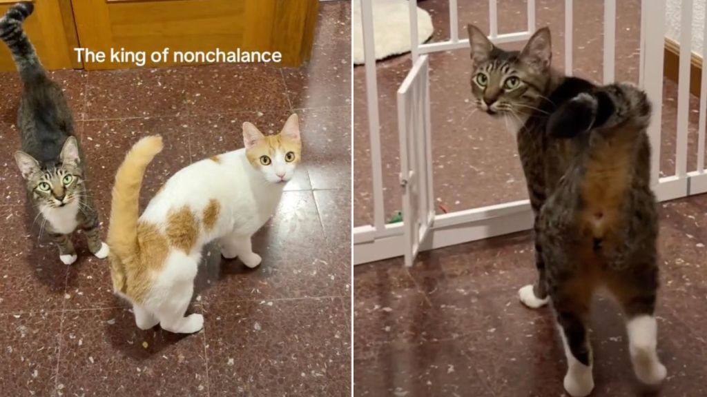 Cat Opens Tiny Door ‘Nonchalantly’, Before Looking Back for Recognition