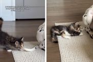Rescue Kitten's Growing Trust in Dog Has the Internet Melting
