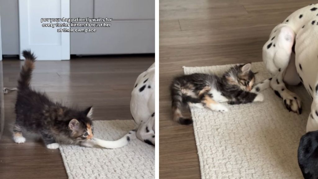 Rescue Kitten's Growing Trust in Dog Has the Internet Melting