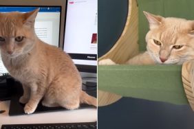 Cat Left Alone With Spare Human for 5 Days Barely Survives the Ordeal