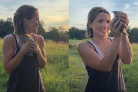 stray kitten video