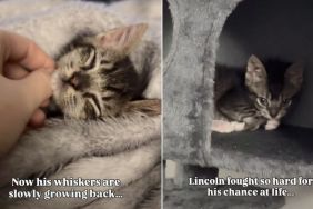 Tiny Shelter Kitten Survives Heartbreaking Conditions to Finally Find a Forever Home