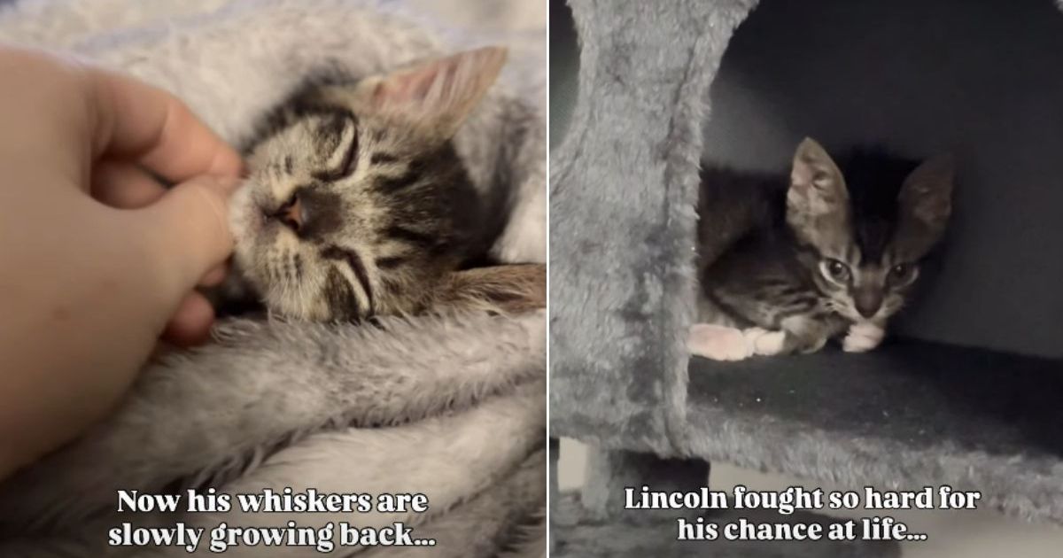 PetWireDaily — Tiny Shelter Kitten Survives Heartbreaking Conditions to Finally Find a Forever Home