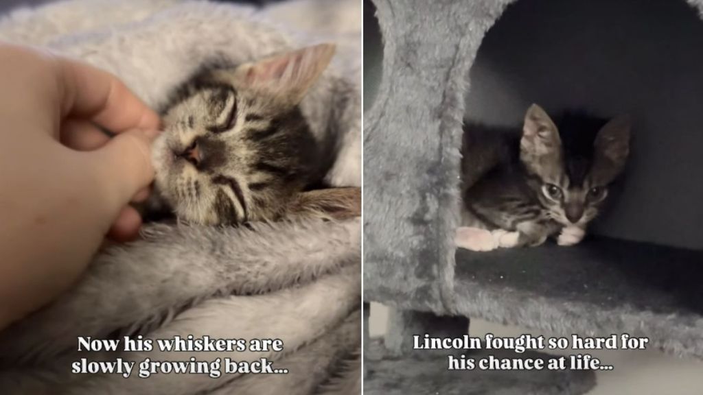 Tiny Shelter Kitten Survives Heartbreaking Conditions to Finally Find a Forever Home