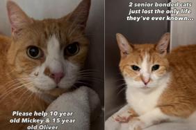 Senior Bonded Cats Who Lost Their Only Home Get a Second Chance