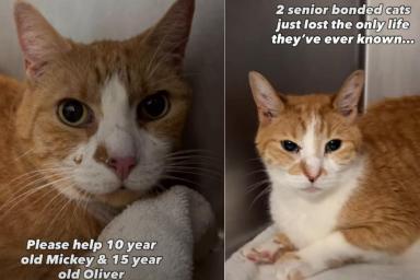 Senior Bonded Cats Who Lost Their Only Home Get a Second Chance