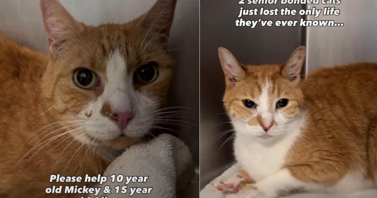 PetWireDaily — Senior Bonded Cats Who Lost Their Only Home Get a Second Chance