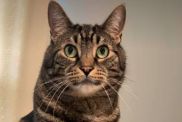 After Human Uses Head Massager on Cat Once, He Demands It Almost Daily